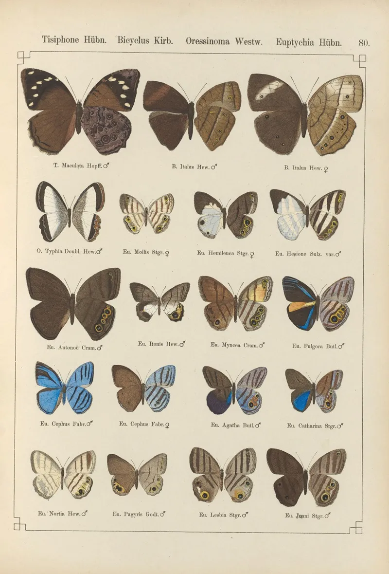 Exotische Schmetterlinge Pl 080 Wall Art by Otto Staudinger - High-Resolution Digital Print
