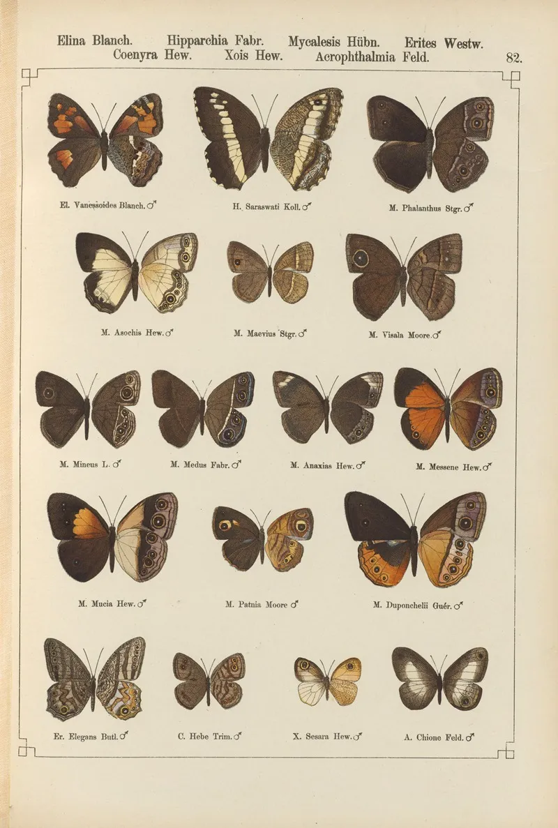 Exotische Schmetterlinge Pl 082 Wall Art by Otto Staudinger - High-Resolution Digital Print