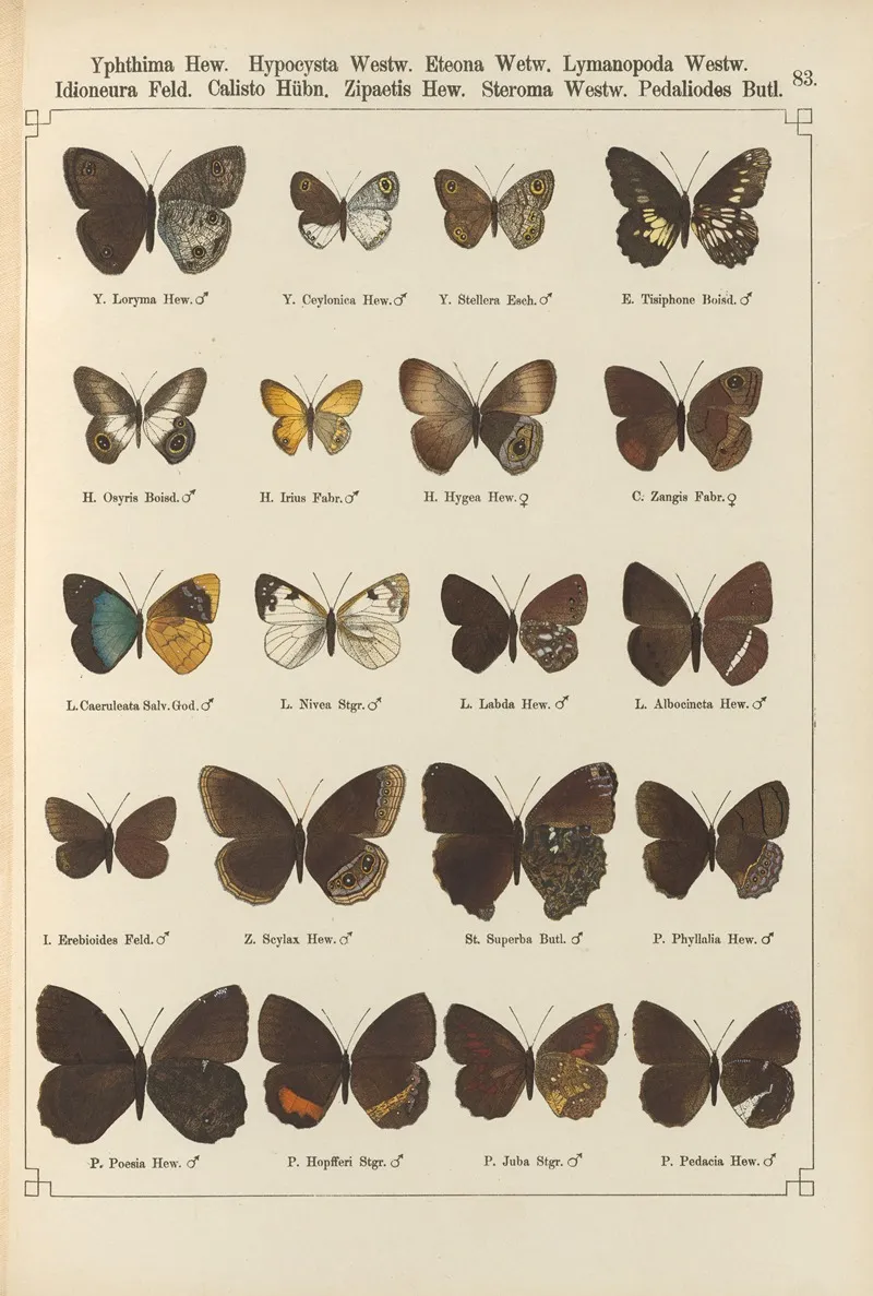 Exotische Schmetterlinge Pl 083 Wall Art by Otto Staudinger - High-Resolution Digital Print