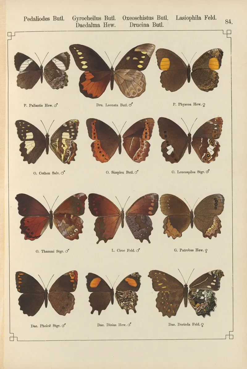 Exotische Schmetterlinge Pl 084 Wall Art by Otto Staudinger - High-Resolution Digital Print