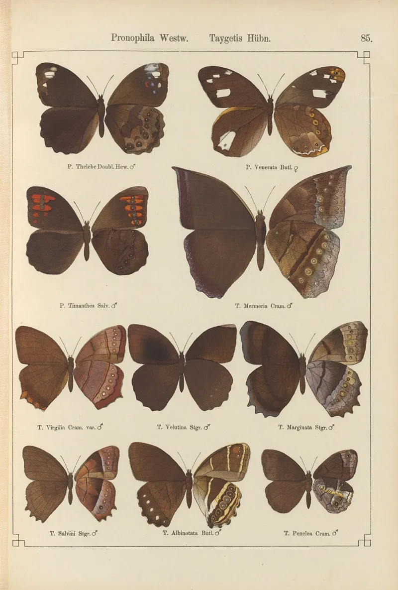 Exotische Schmetterlinge Pl 085 Wall Art by Otto Staudinger - High-Resolution Digital Print