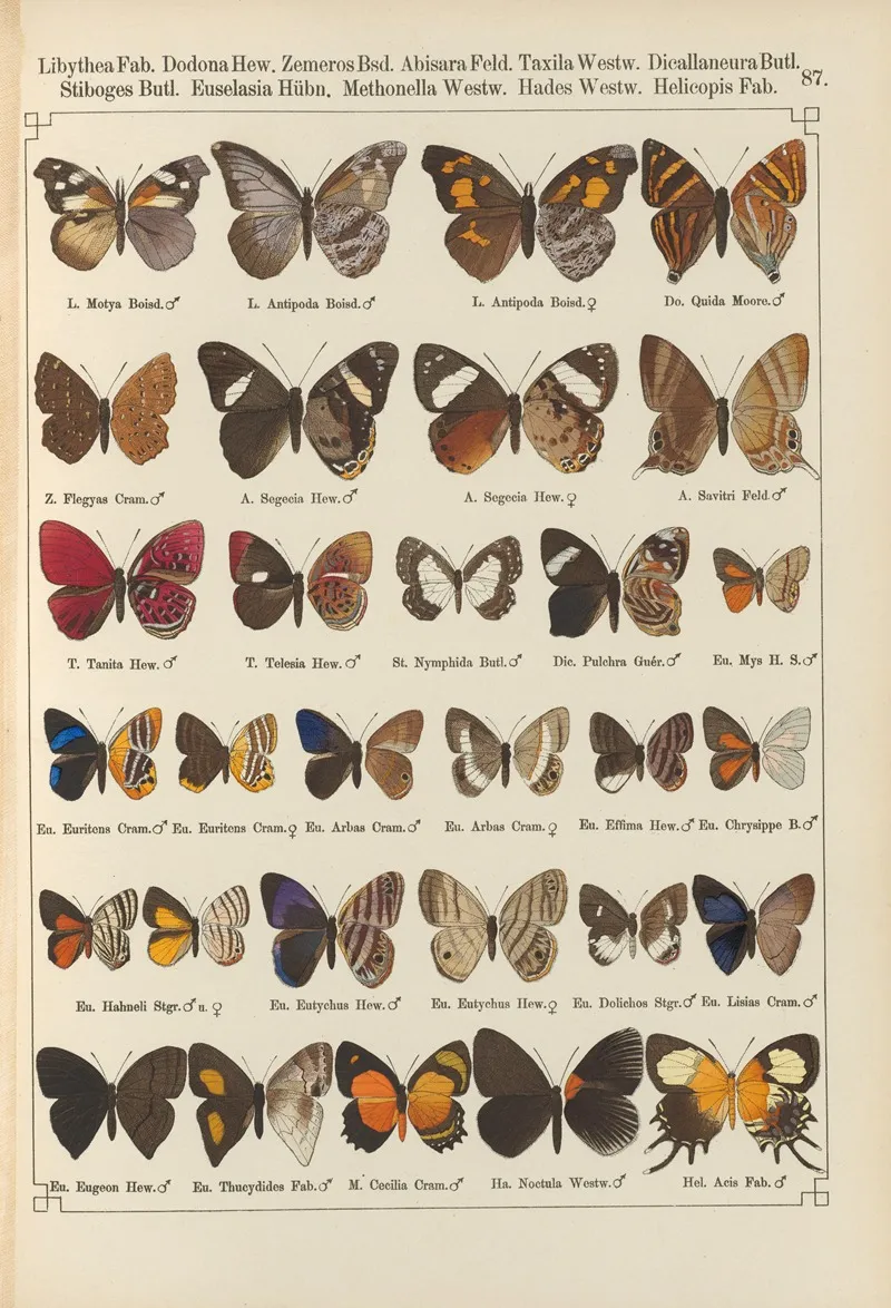Exotische Schmetterlinge Pl 087 Wall Art by Otto Staudinger - High-Resolution Digital Print