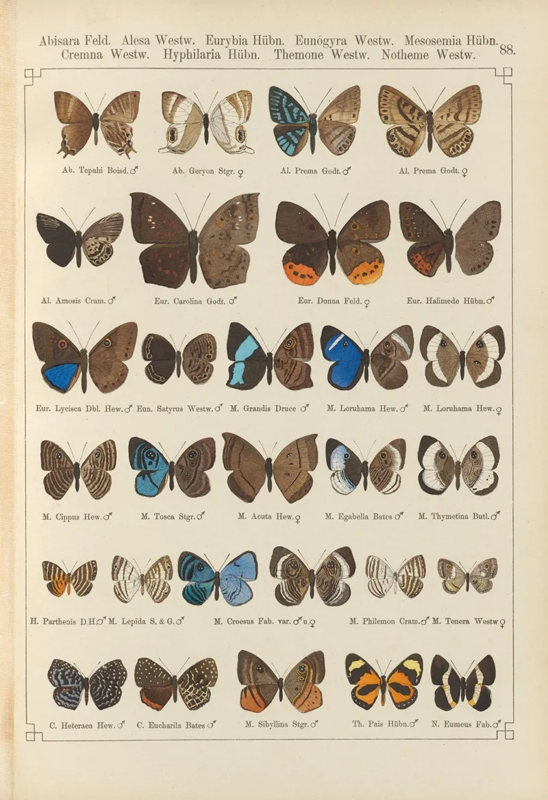 Exotische Schmetterlinge Pl 088 Wall Art by Otto Staudinger - High-Resolution Digital Print