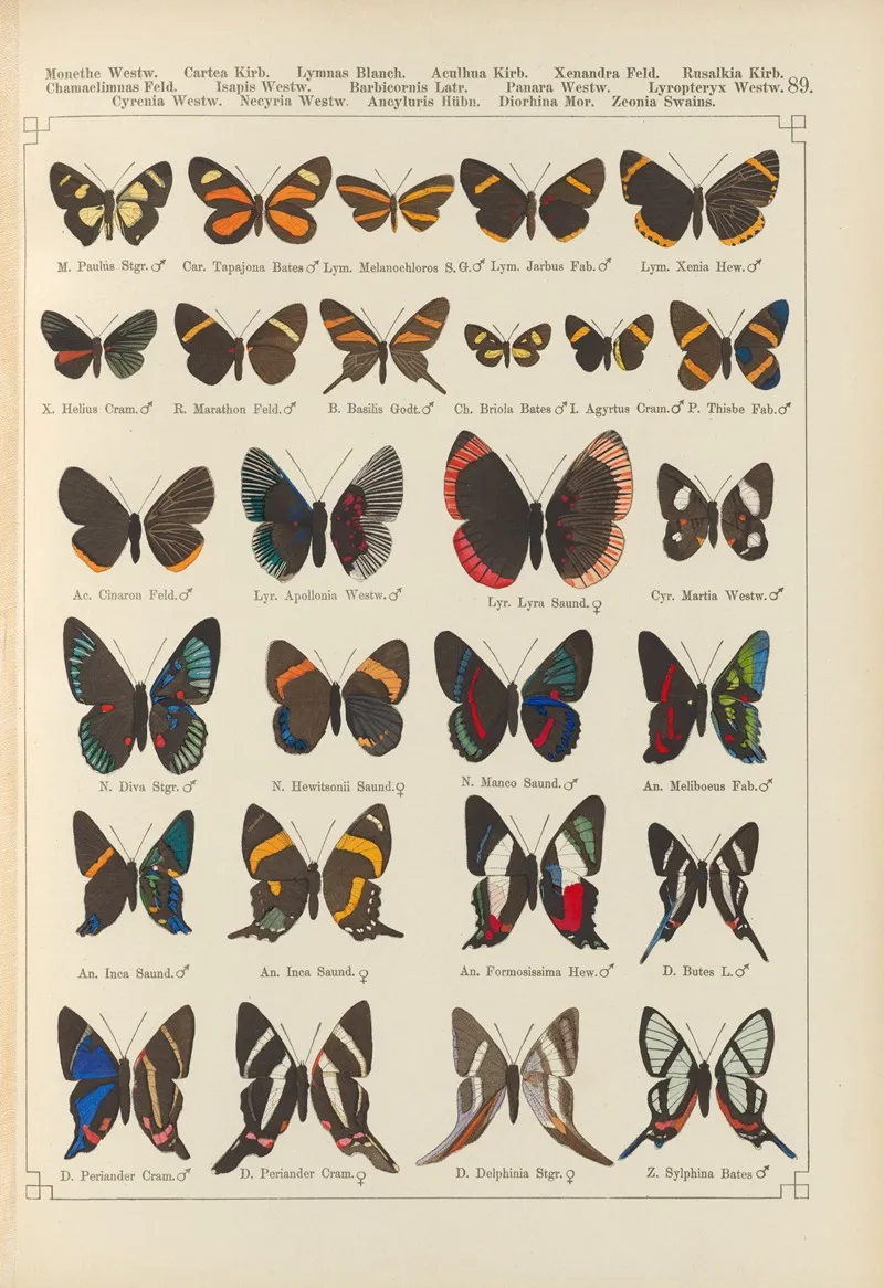 Exotische Schmetterlinge Pl 089 Wall Art by Otto Staudinger - High-Resolution Digital Print