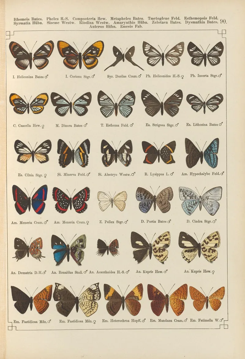 Exotische Schmetterlinge Pl 090 Wall Art by Otto Staudinger - High-Resolution Digital Print