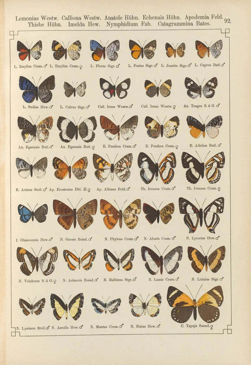Exotische Schmetterlinge Pl 092 Wall Art by Otto Staudinger - High-Resolution Digital Print
