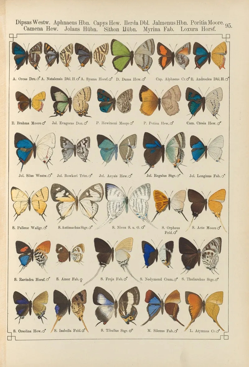 Exotische Schmetterlinge Pl 095 Wall Art by Otto Staudinger - High-Resolution Digital Print