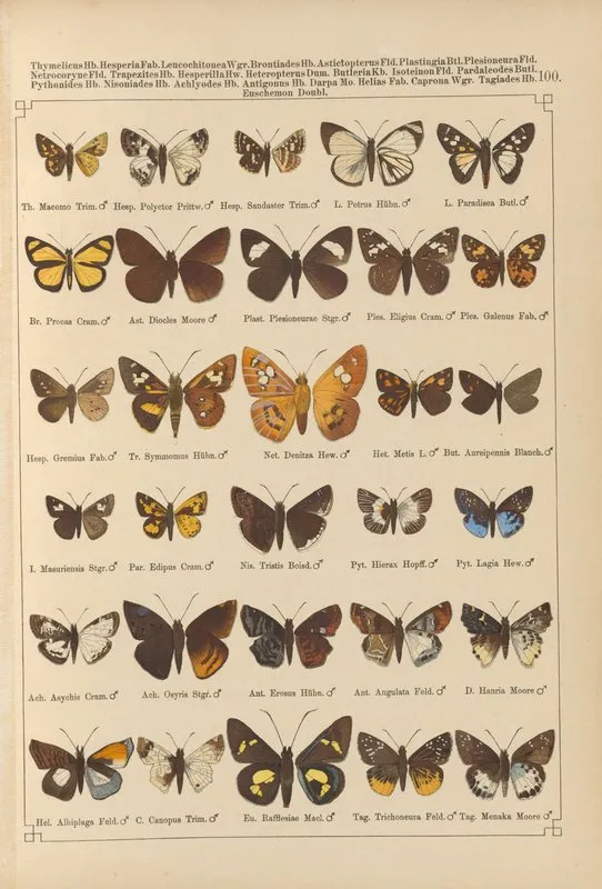 Exotische Schmetterlinge Pl 100 Wall Art by Otto Staudinger - High-Resolution Digital Print