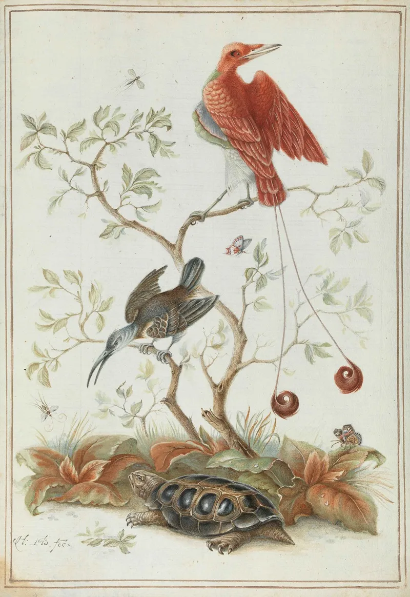 Exotische Vogel Mit Schildkrote