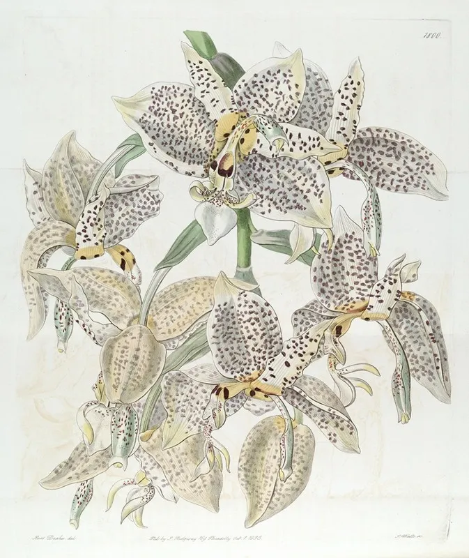 Eyed Stanhopea Wall Art by Sydenham Edwards - High-Resolution Digital Print