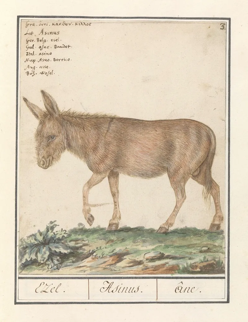 Ezel Equus Africanus Asinus Ezel Asinus Ane Wall Art by Anselmus Boëtius de Boodt - High-Resolution Digital Print