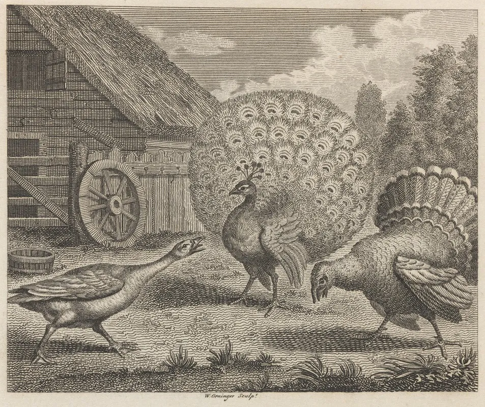 Fable Xi The Peacock The Turkey And The Goose