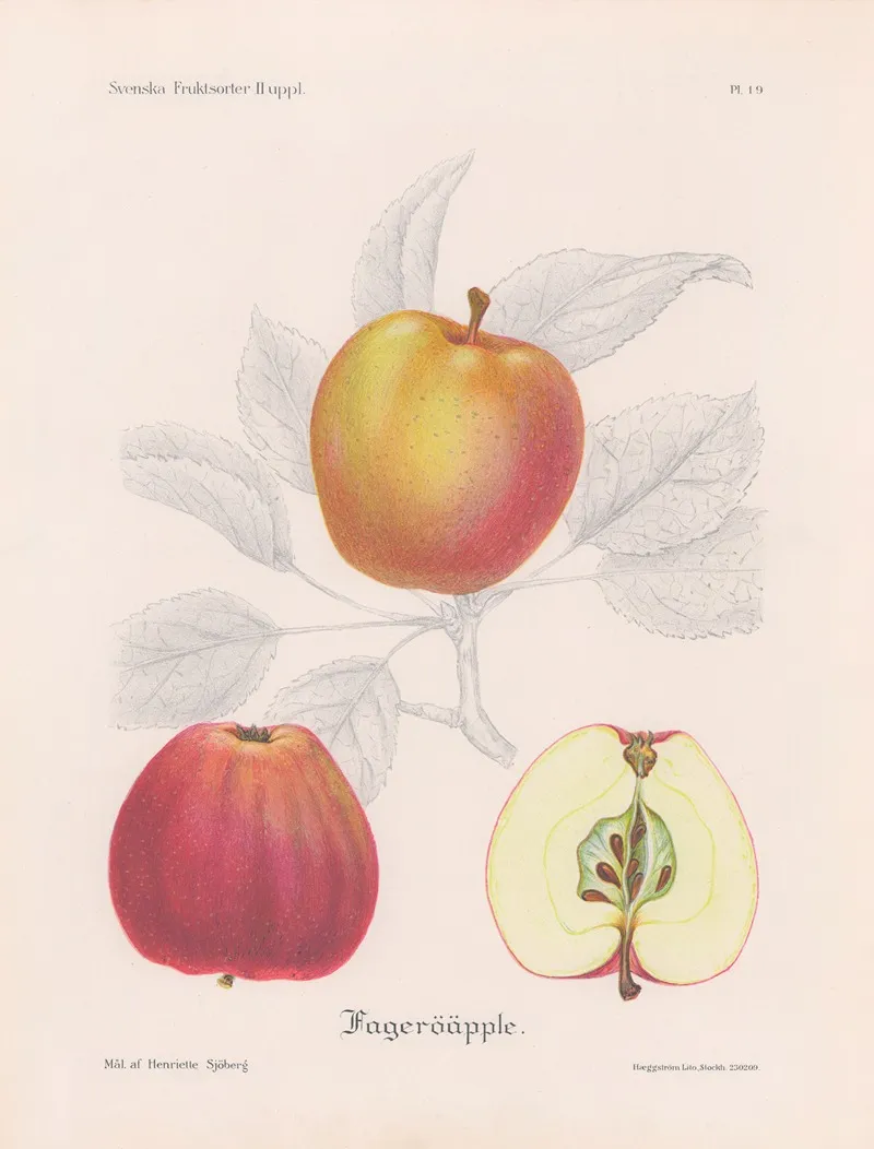 Fageroapple Wall Art by Henriette Sjöberg - High-Resolution Digital Print