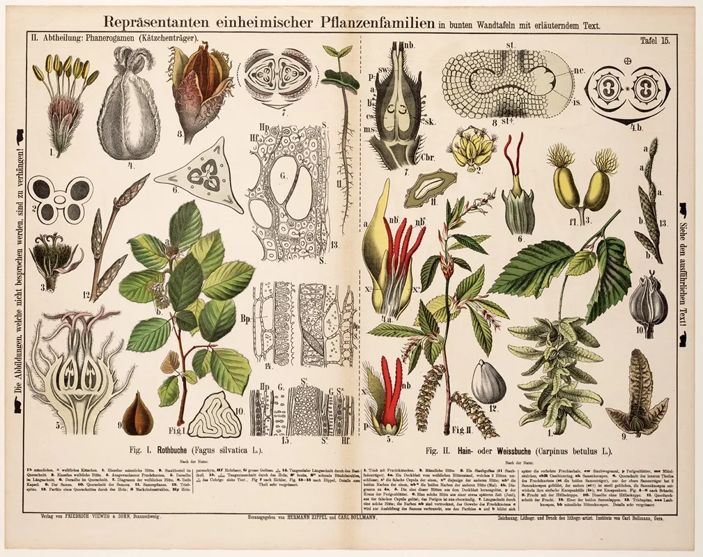 Fagus Sylvatica Carpinus Betulus Gewone Beuk Haagbeuk Wall Art by Hermann Zippel - High-Resolution Digital Print