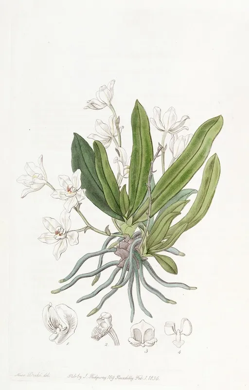 Falcate Leaved Sarcochilus Wall Art by Sydenham Edwards - High-Resolution Digital Print
