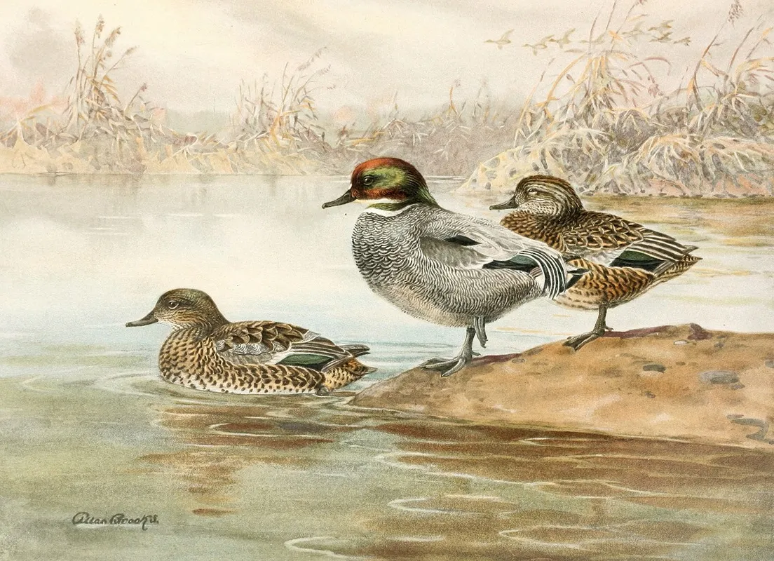 Falcated Teal Wall Art by Allan Brooks - High-Resolution Digital Print