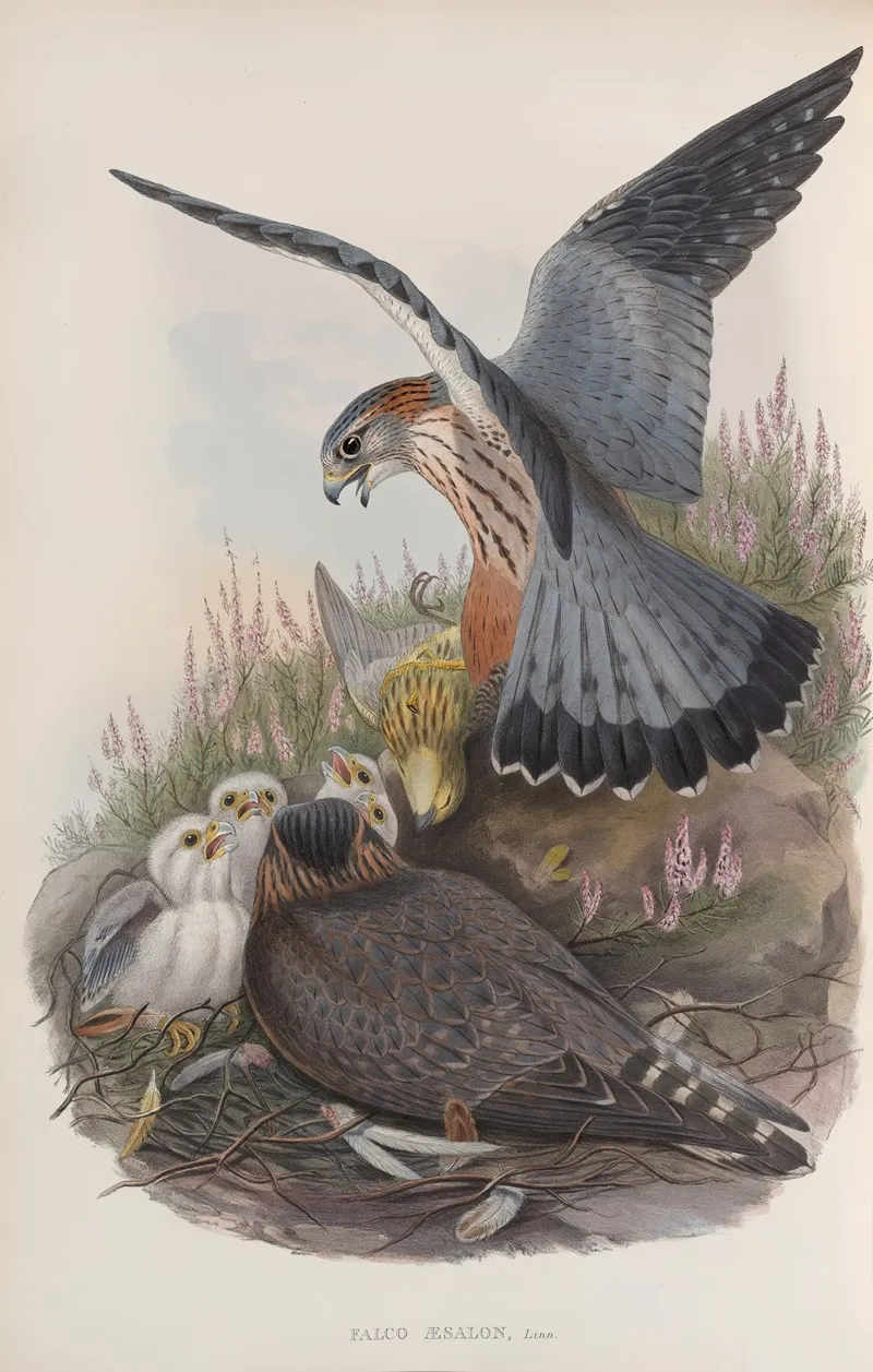 Falco Aesalon Merlin Wall Art by John Gould - High-Resolution Digital Print