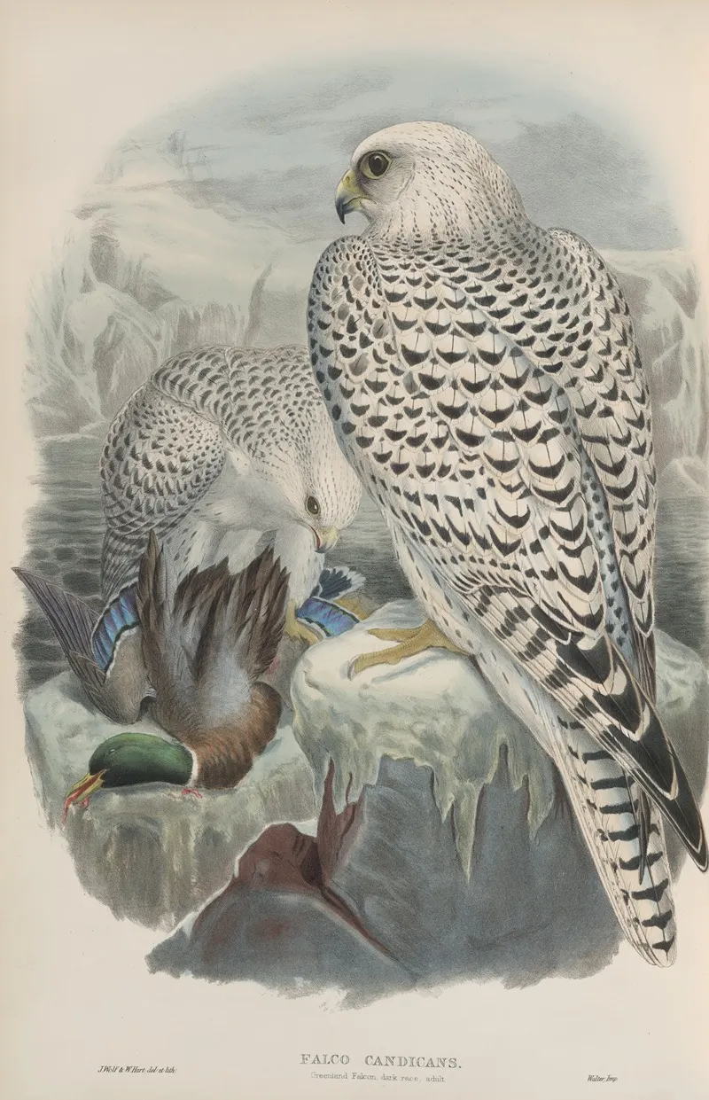 Falco Candicans Greenland Falcon Dark Race Adult Wall Art by John Gould - High-Resolution Digital Print