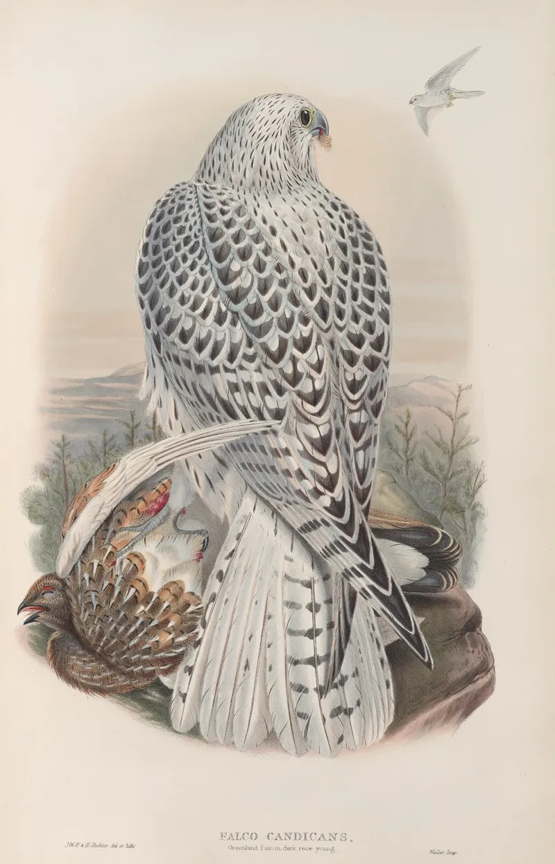 Falco Candicans Greenland Falcon Dark Race Young Wall Art by John Gould - High-Resolution Digital Print