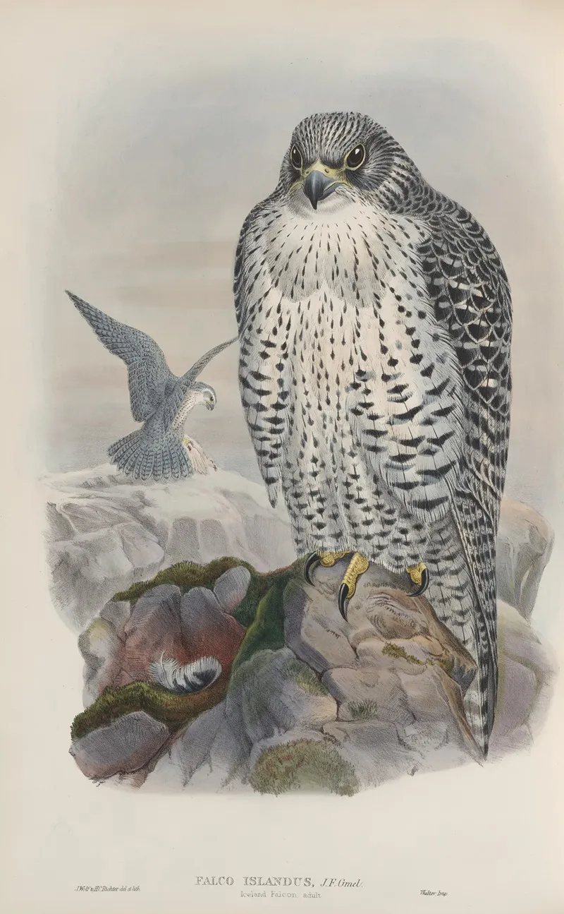 Falco Islandus Iceland Falcon Adult Wall Art by John Gould - High-Resolution Digital Print
