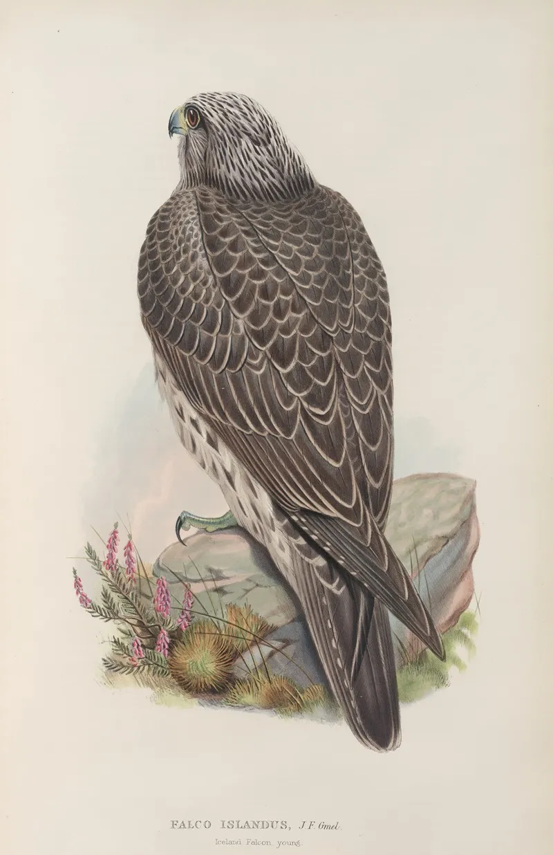 Falco Islandus Iceland Falcon Young Wall Art by John Gould - High-Resolution Digital Print