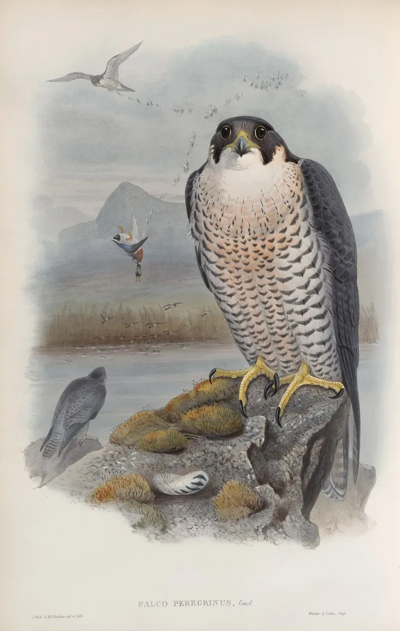 Falco Peregrinus Peregrine Falcon Wall Art by John Gould - High-Resolution Digital Print