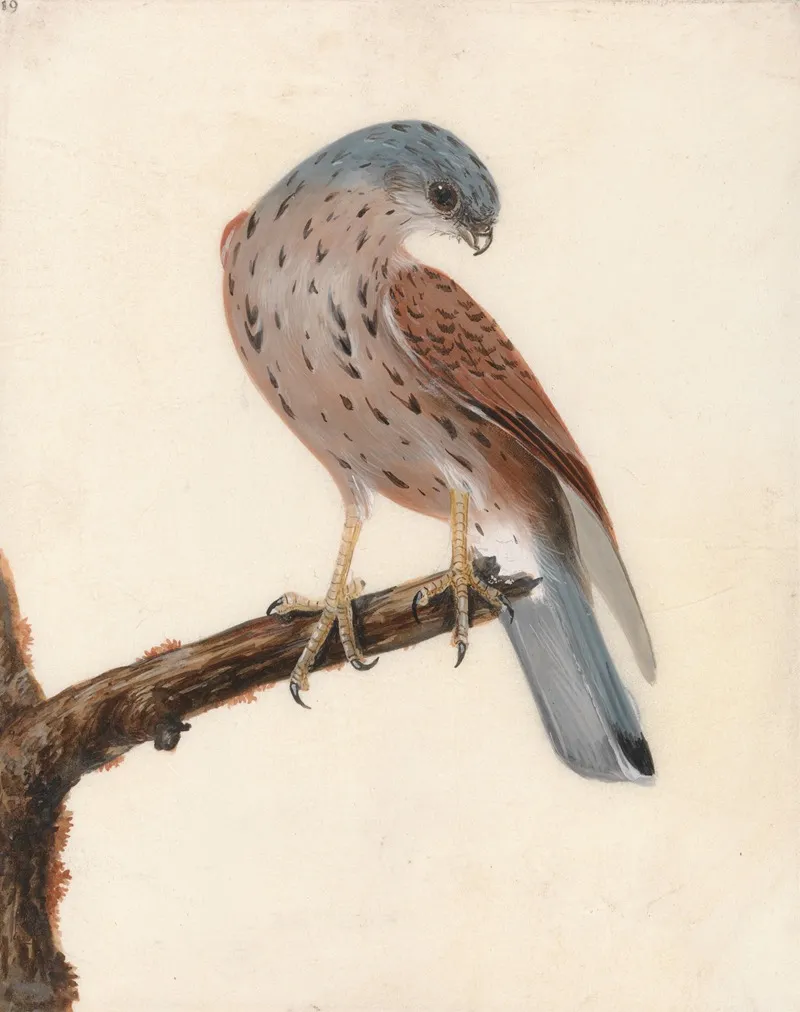 Falcon Hen Krestel Wall Art by William Lewin - High-Resolution Digital Print