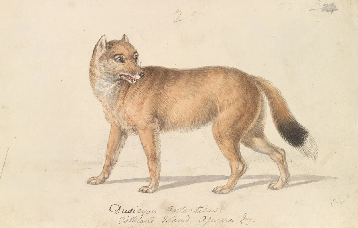 Falkland Islands Wolf