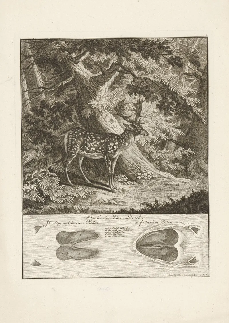 Fallow Deer 4