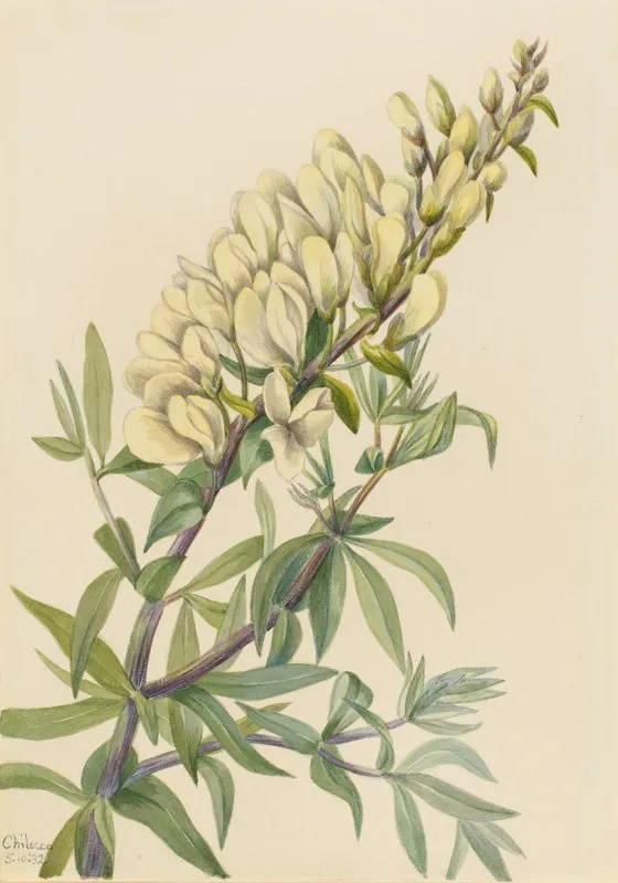 False Indigo Baptista Bructeata