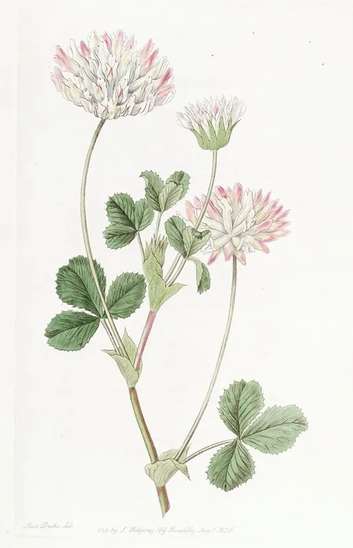 Farded Clover Wall Art by Sydenham Edwards - High-Resolution Digital Print