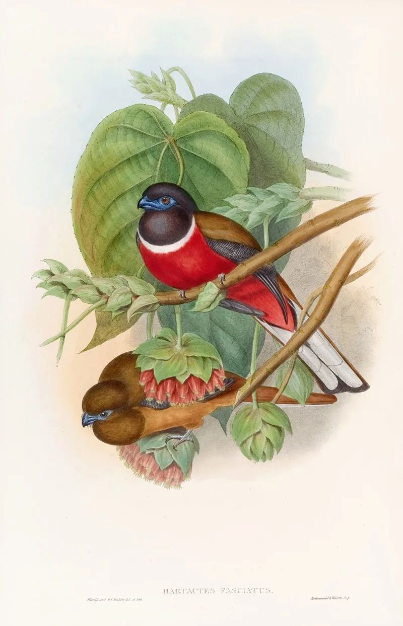 Fasciated Trogon Wall Art by John Gould - High-Resolution Digital Print