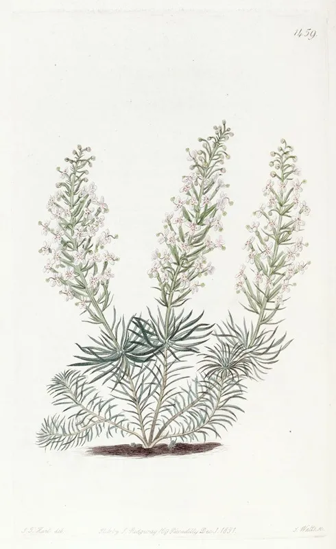 Fascicled Stylidium Wall Art by Sydenham Edwards - High-Resolution Digital Print