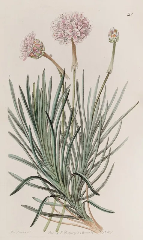 Fascicled Thrift Wall Art by Sydenham Edwards - High-Resolution Digital Print