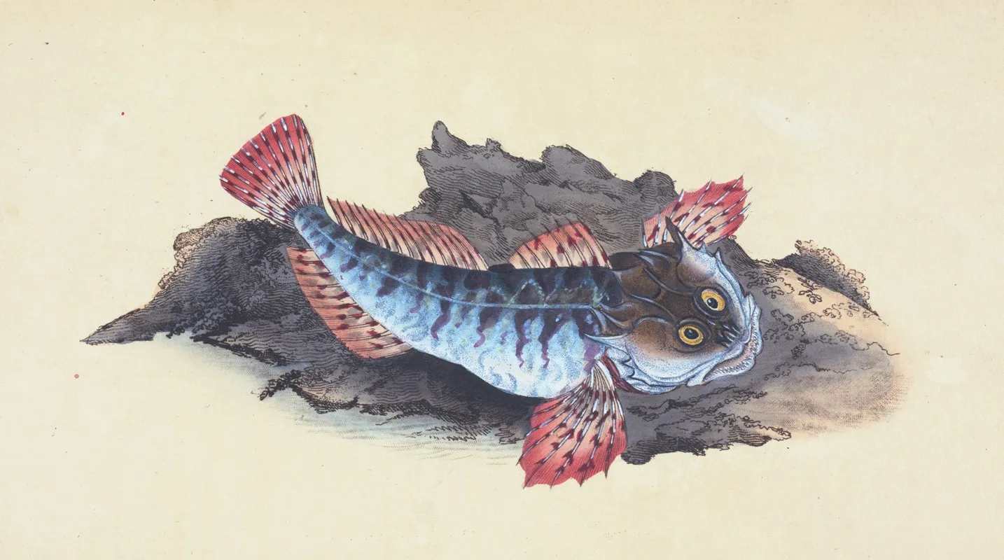 Father Lasher Or Sea Scorpion Cottus Scorpius Wall Art by Edward Donovan - High-Resolution Digital Print