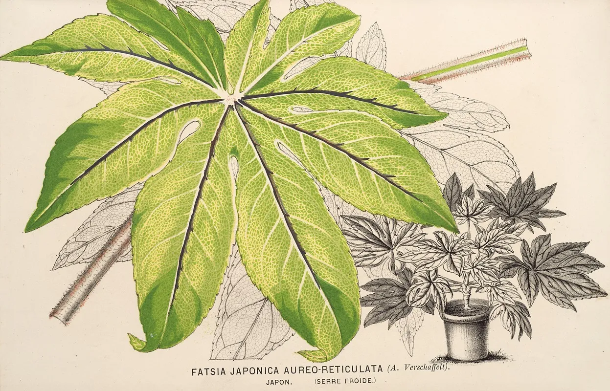 Fatsia Japonica Aureo Reticulata Wall Art by Charles Antoine Lemaire - High-Resolution Digital Print