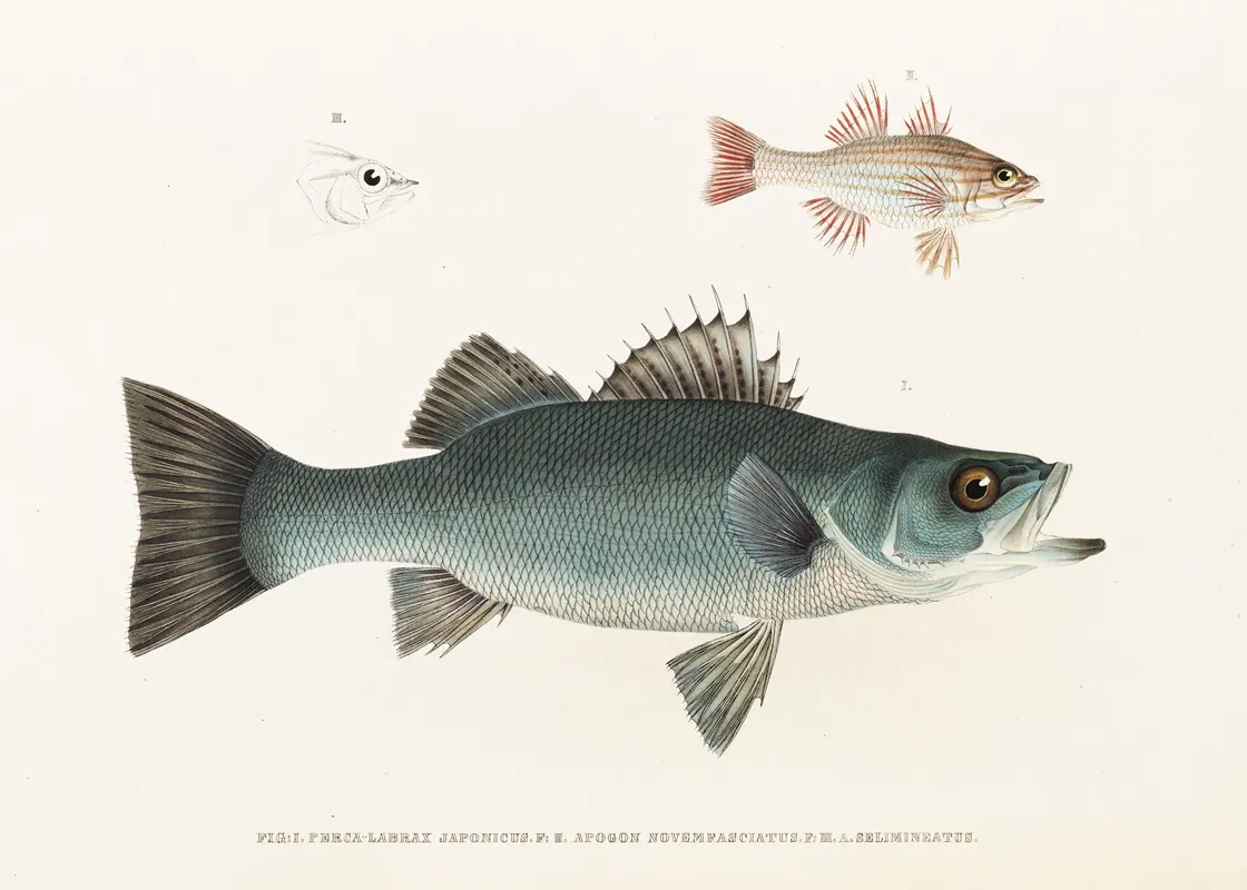 Fauna Japonica Pl 002 Wall Art by Philipp Franz Balthasar von Siebold - High-Resolution Digital Print