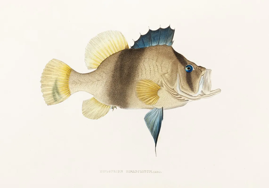 Fauna Japonica Pl 003 Wall Art by Philipp Franz Balthasar von Siebold - High-Resolution Digital Print
