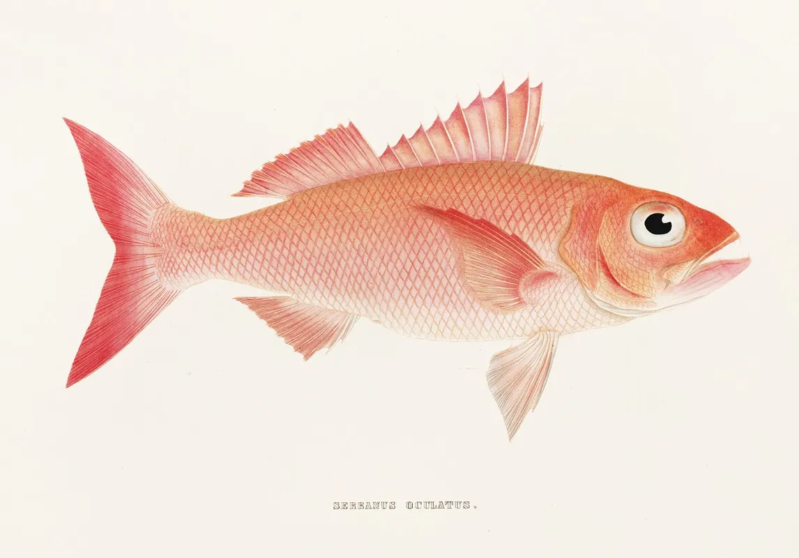 Fauna Japonica Pl 005 Wall Art by Philipp Franz Balthasar von Siebold - High-Resolution Digital Print