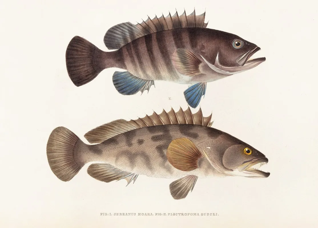 Fauna Japonica Pl 006 Wall Art by Philipp Franz Balthasar von Siebold - High-Resolution Digital Print