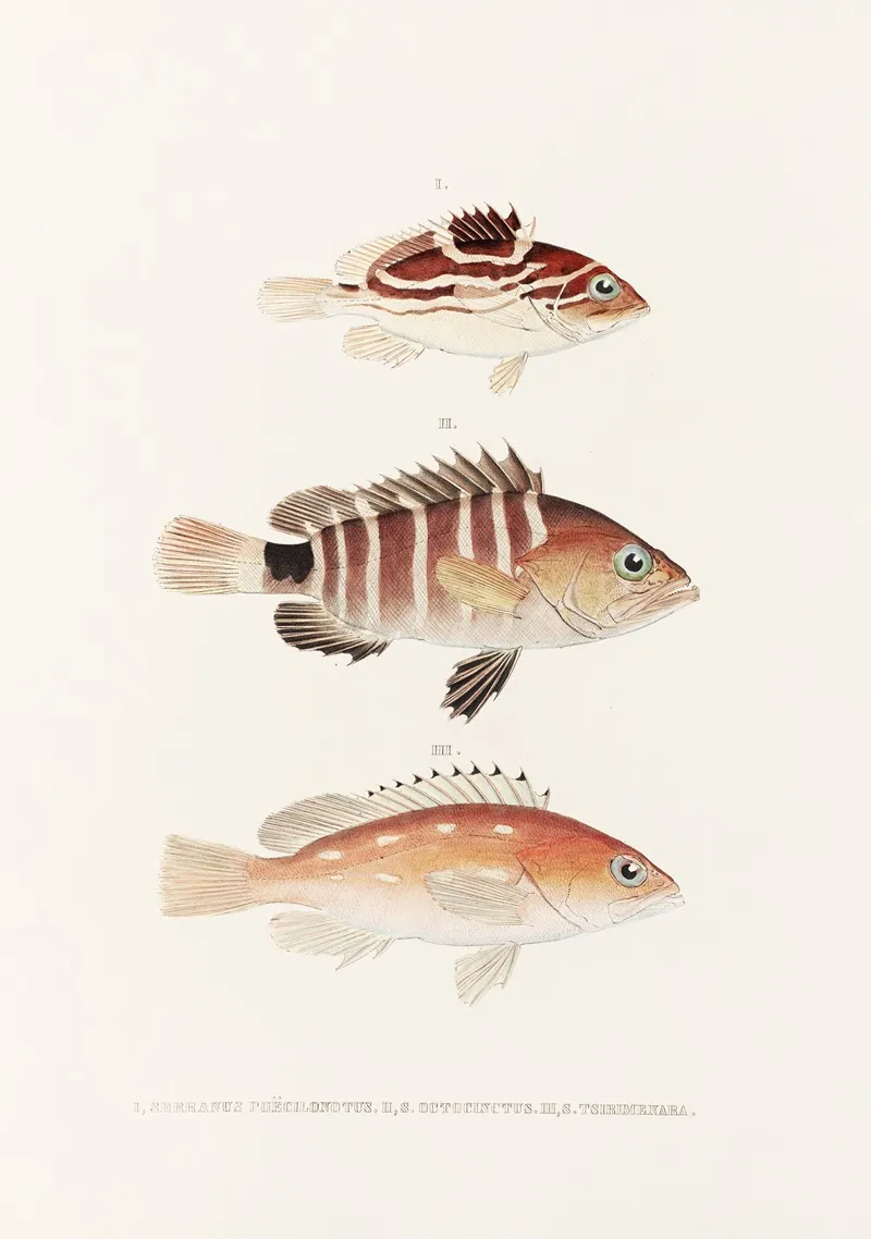 Fauna Japonica Pl 007 Wall Art by Philipp Franz Balthasar von Siebold - High-Resolution Digital Print