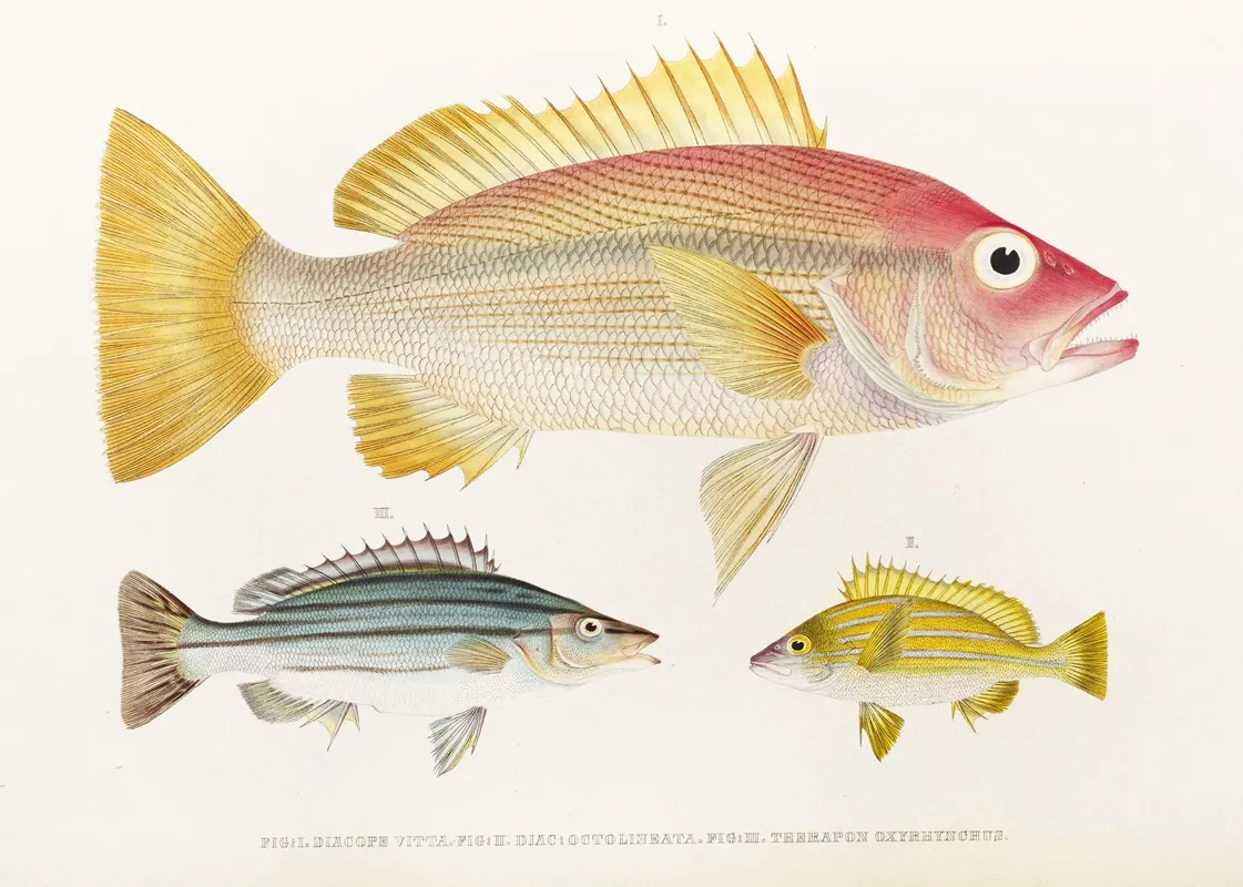 Fauna Japonica Pl 009 Wall Art by Philipp Franz Balthasar von Siebold - High-Resolution Digital Print
