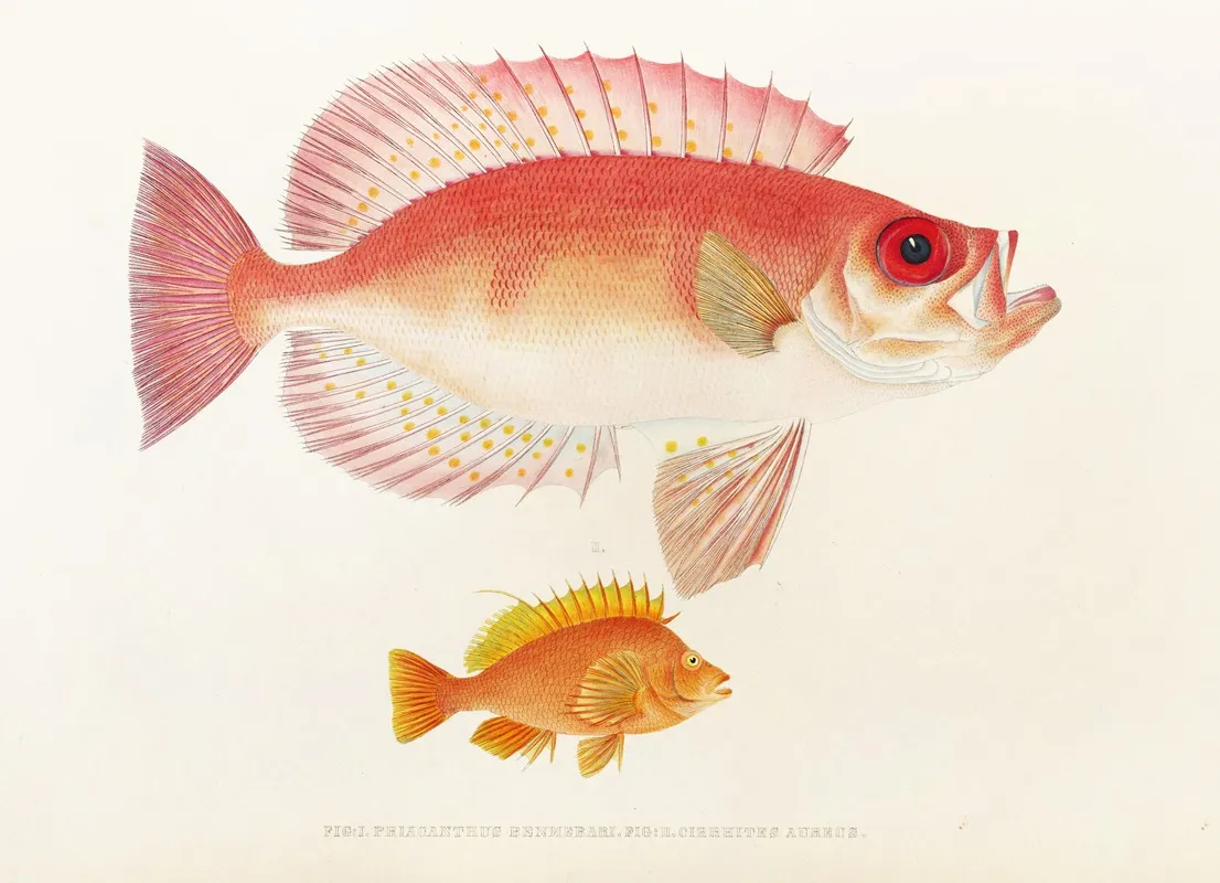 Fauna Japonica Pl 010 Wall Art by Philipp Franz Balthasar von Siebold - High-Resolution Digital Print