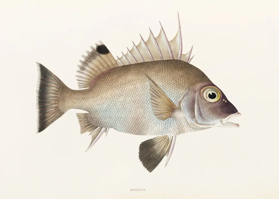 Fauna Japonica Pl 012 Wall Art by Philipp Franz Balthasar von Siebold - High-Resolution Digital Print