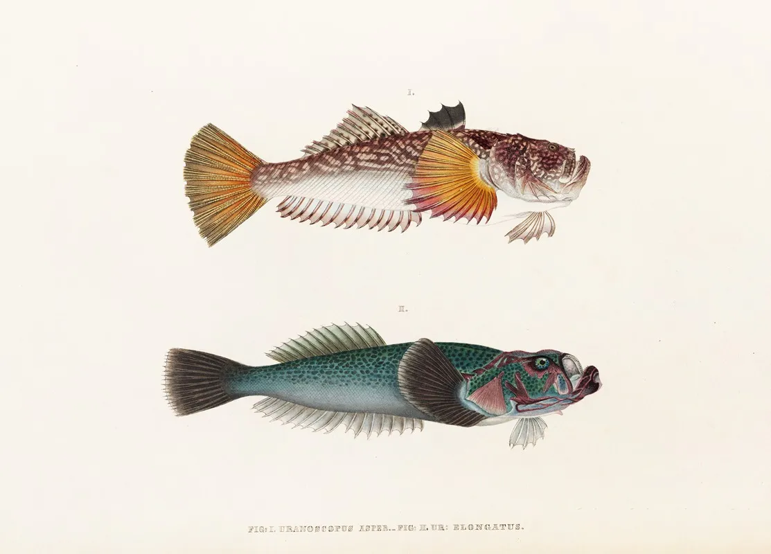 Fauna Japonica Pl 014 Wall Art by Philipp Franz Balthasar von Siebold - High-Resolution Digital Print