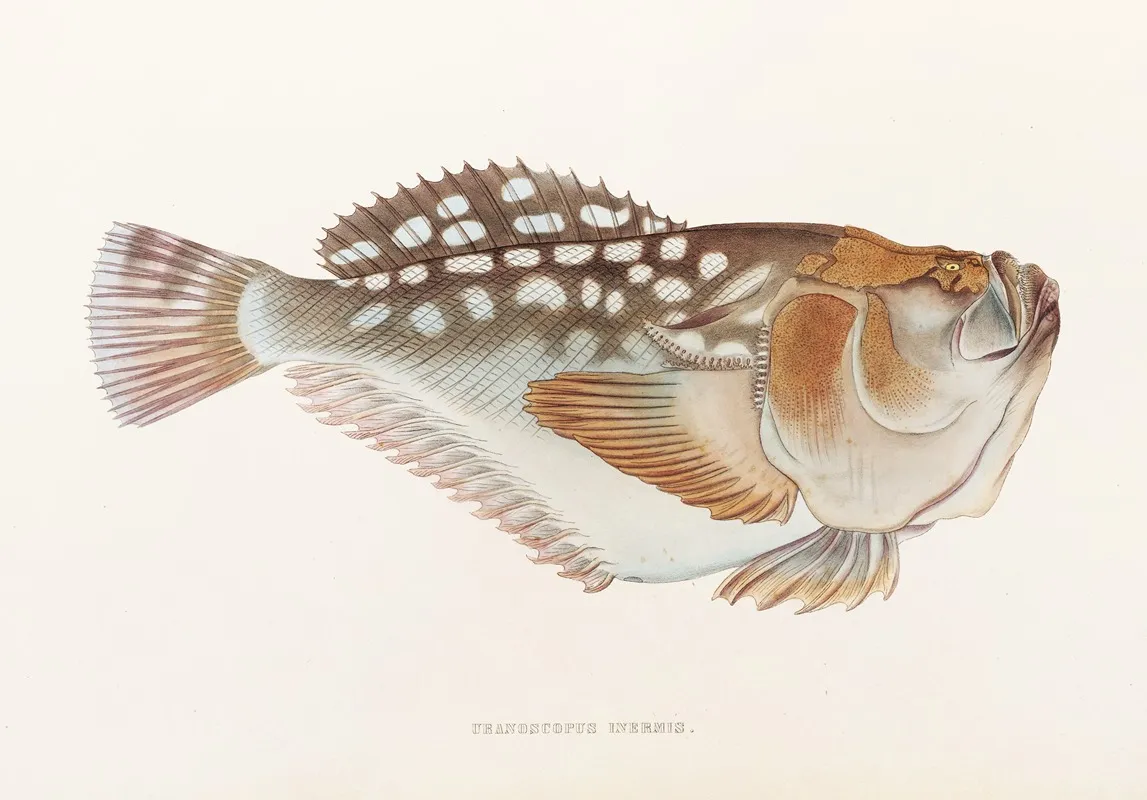 Fauna Japonica Pl 017 Wall Art by Philipp Franz Balthasar von Siebold - High-Resolution Digital Print