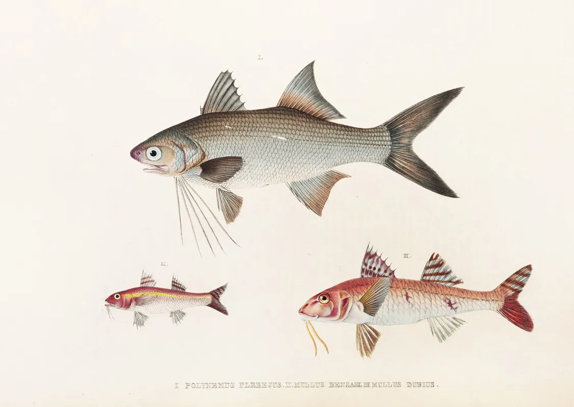 Fauna Japonica Pl 019 Wall Art by Philipp Franz Balthasar von Siebold - High-Resolution Digital Print