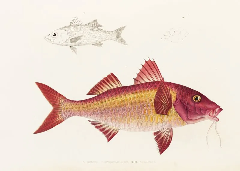 Fauna Japonica Pl 020 Wall Art by Philipp Franz Balthasar von Siebold - High-Resolution Digital Print