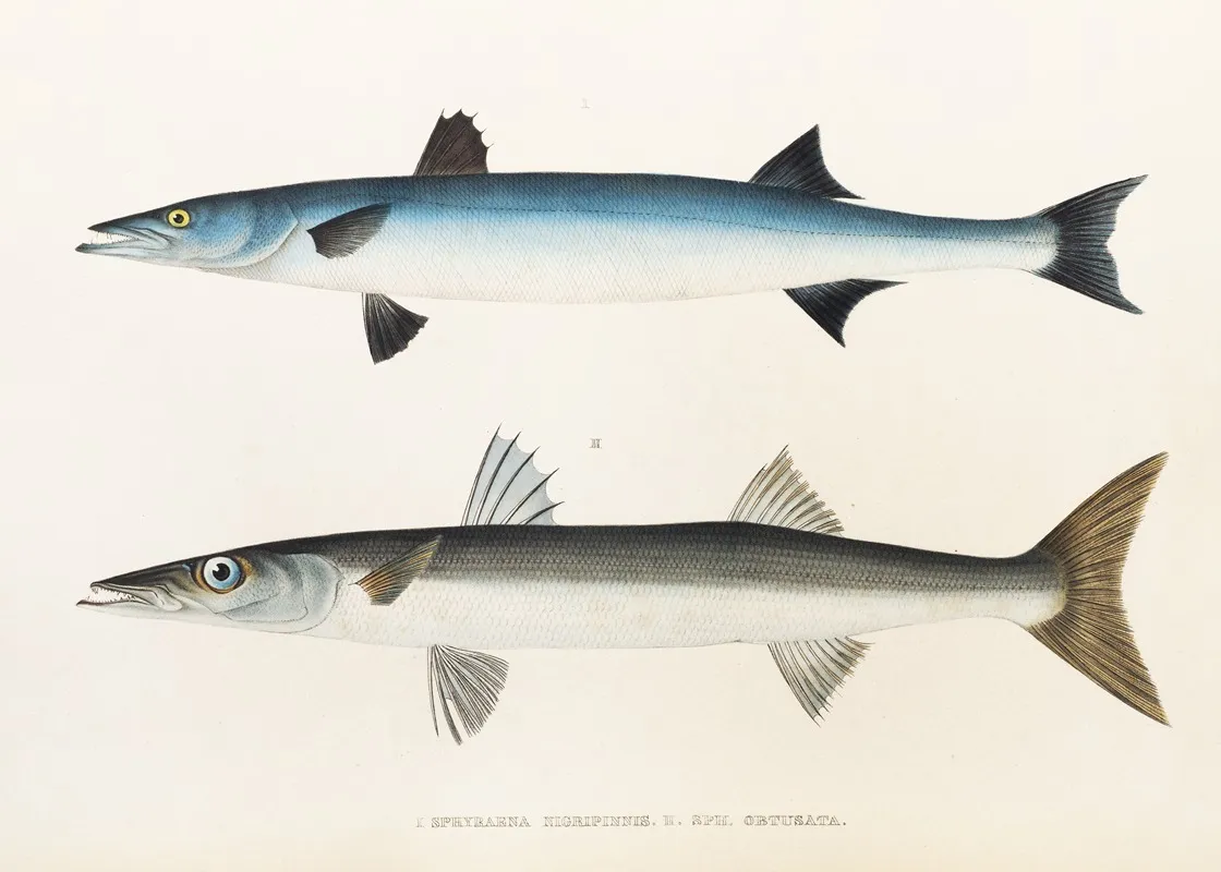Fauna Japonica Pl 021 Wall Art by Philipp Franz Balthasar von Siebold - High-Resolution Digital Print