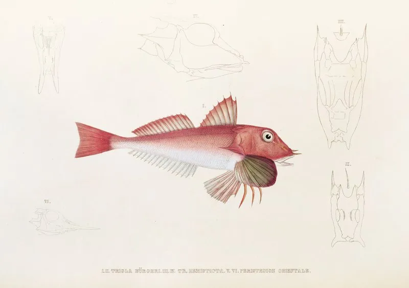 Fauna Japonica Pl 022 Wall Art by Philipp Franz Balthasar von Siebold - High-Resolution Digital Print